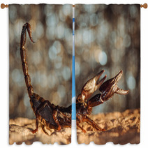 Scorpion Protected. Side View. Russian Nature Window Curtains 89159547