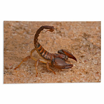 Scorpion Rugs 1034797