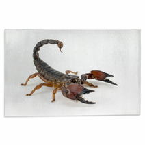 Scorpion Rugs 57371105