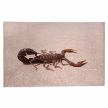 Scorpion Rugs 93150729