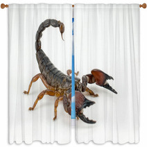 Scorpion Window Curtains 57371105