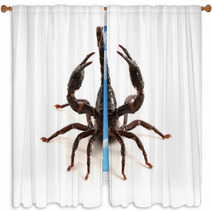 Scorpion Window Curtains 87966647