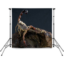 Scorpion With Babies Backdrops 44205086