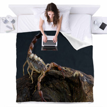 Scorpion With Babies Blankets 44205086