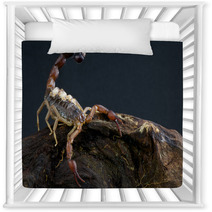 Scorpion With Babies Nursery Decor 44205086