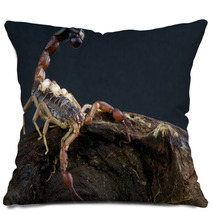 Scorpion With Babies Pillows 44205086