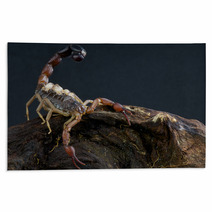 Scorpion With Babies Rugs 44205086