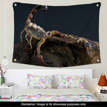 Scorpion With Babies Wall Art 44205086