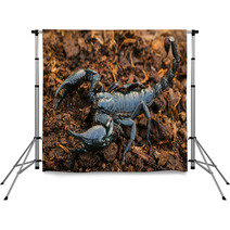 Scorpions In The Forest, Can Harm Humans. Backdrops 83797975
