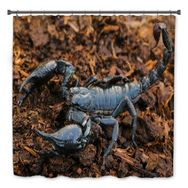 Scorpions In The Forest, Can Harm Humans. Bath Decor 83797975