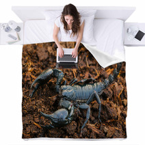 Scorpions In The Forest, Can Harm Humans. Blankets 83797975