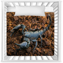 Scorpions In The Forest, Can Harm Humans. Nursery Decor 83797975