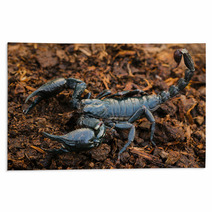 Scorpions In The Forest, Can Harm Humans. Rugs 83797975