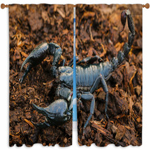 Scorpions In The Forest, Can Harm Humans. Window Curtains 83797975