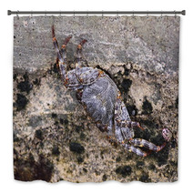 Sea crab closeup Caribbean Sea Bath Decor 99874930