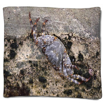 Sea crab closeup Caribbean Sea Blankets 99874930