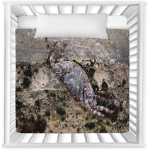 Sea crab closeup Caribbean Sea Nursery Decor 99874930