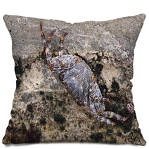 Sea crab closeup Caribbean Sea Pillows 99874930