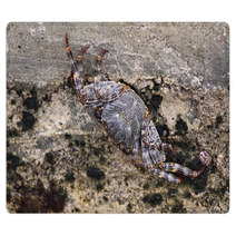 Sea crab closeup Caribbean Sea Rugs 99874930