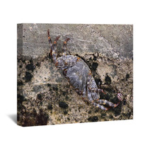 Sea crab closeup Caribbean Sea Wall Art 99874930