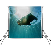 Sea Lion Underwater Looking At You Backdrops 58000900