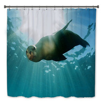 Sea Lion Underwater Looking At You Bath Decor 58000900