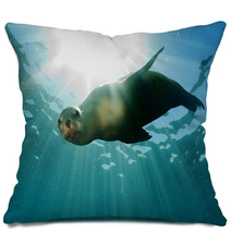 Sea Lion Underwater Looking At You Pillows 58000900