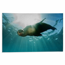 Sea Lion Underwater Looking At You Rugs 58000900