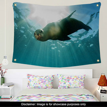 Sea Lion Underwater Looking At You Wall Art 58000900