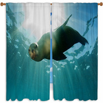 Sea Lion Underwater Looking At You Window Curtains 58000900