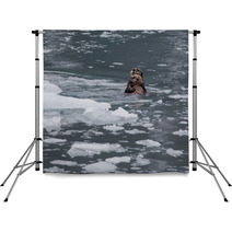 Sea Otter And Pup Backdrops 67714015
