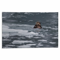 Sea Otter And Pup Rugs 67714015