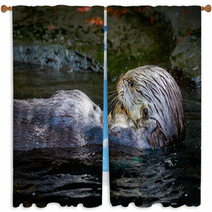 Sea Otter Feeding Window Curtains 100616814