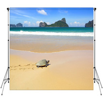 Sea Turtle On A Beach To Lay Her Eggs. Backdrops 50217578