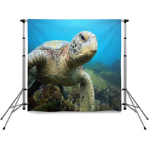 Sea Turtle Relaxing Underwater In Tropical Ocean Lagoon Backdrops 54807315