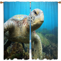 Sea Turtle Relaxing Underwater In Tropical Ocean Lagoon Window Curtains 54807315