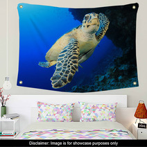 Sea Turtle Wall Art 62841798