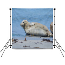 Seal On A Beach - Helgoland, Germany Backdrops 89132245