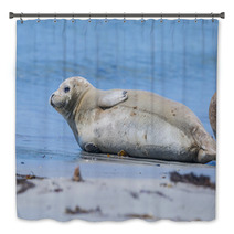 Seal On A Beach - Helgoland, Germany Bath Decor 89132245
