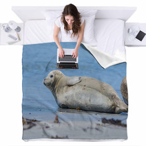 Seal On A Beach - Helgoland, Germany Blankets 89132245