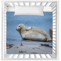 Seal On A Beach - Helgoland, Germany Nursery Decor 89132245
