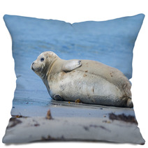 Seal On A Beach - Helgoland, Germany Pillows 89132245