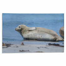 Seal On A Beach - Helgoland, Germany Rugs 89132245