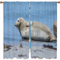 Seal On A Beach - Helgoland, Germany Window Curtains 89132245