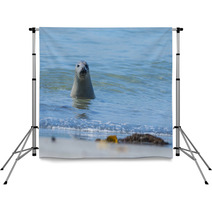 Seal On A Blue Beach Backdrops 89132294