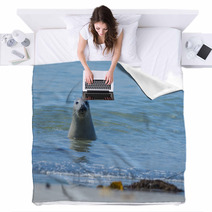Seal On A Blue Beach Blankets 89132294