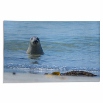 Seal On A Blue Beach Rugs 89132294