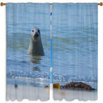 Seal On A Blue Beach Window Curtains 89132294