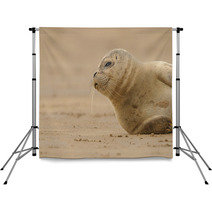 Seal Pup Backdrops 84210613