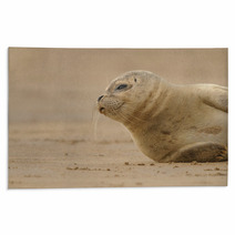 Seal Pup Rugs 84210613